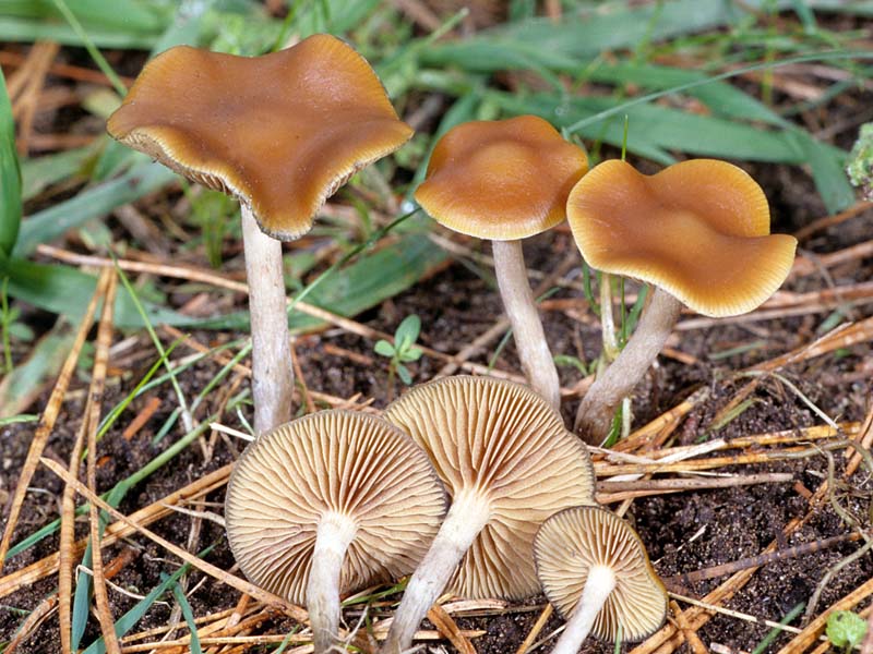 Psilocybe cyanescens © Fred Stevens -- Click for Larger Image Psilocybe cyanescens