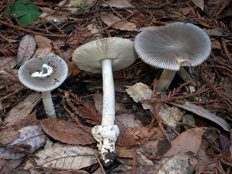 Amanita constricta © Michael Wood -- Click to Enlarge Amanita constricta