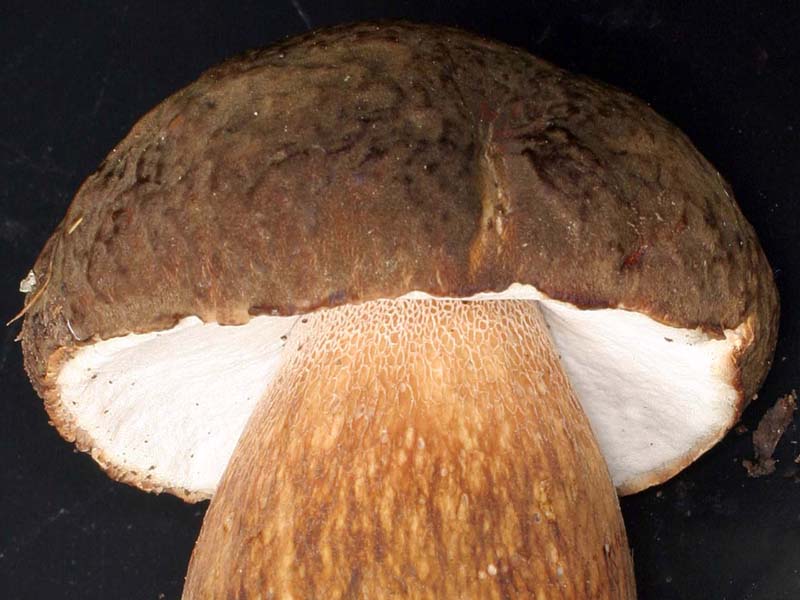 California Fungi Boletus fibrillosus