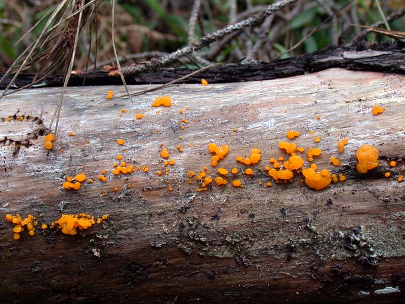 dacrymyces stillatus