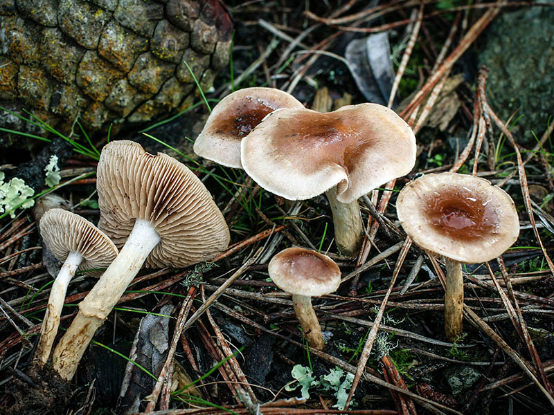 Hebeloma mesophaeum © Fred Stevens -- Click for Larger Image Hebeloma mesophaeum