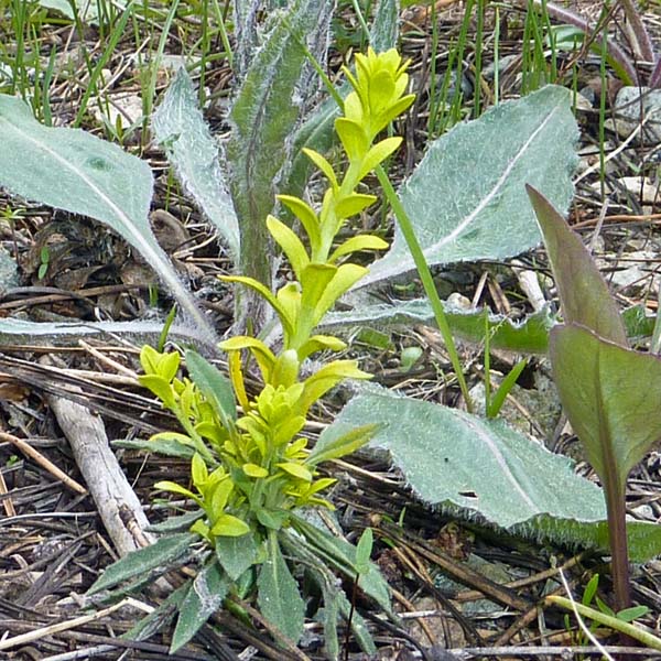 Puccinia monoica © Michael Wood -- Click for Larger Image Puccinia monoica