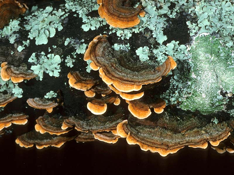 Stereum hirsutum © Michael Wood -- Click for Larger Image Stereum hirsutum