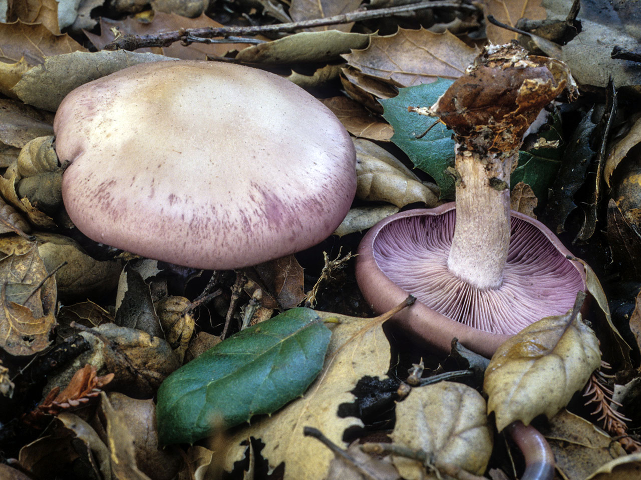 California Fungi Clitocybe nuda