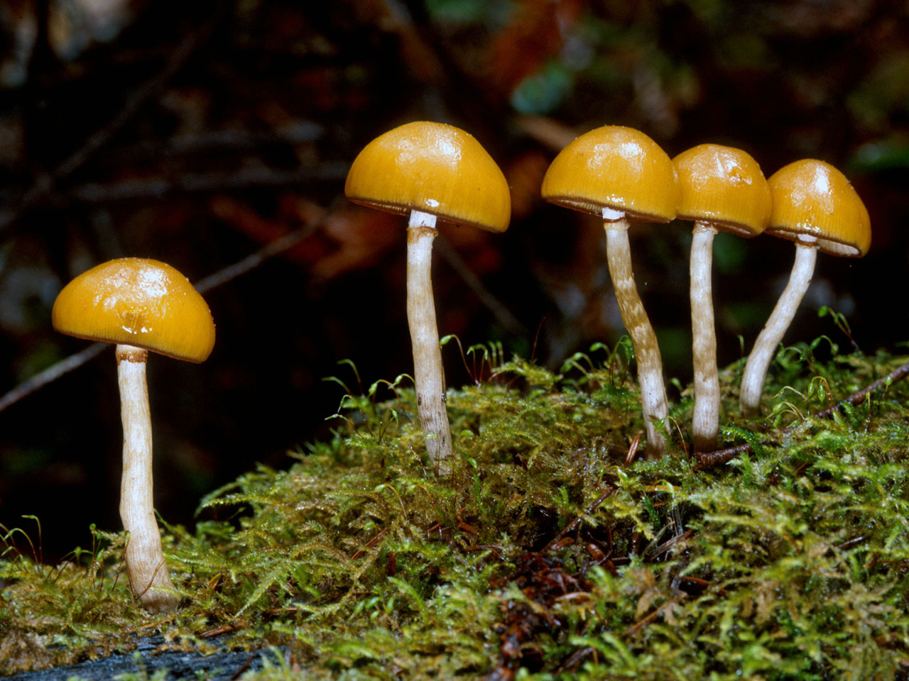 California Fungi Galerina marginata