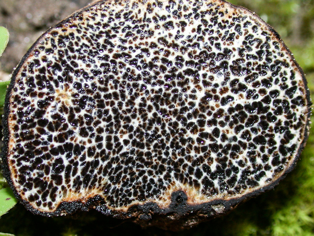 California Fungi Melanogaster tuberiformis