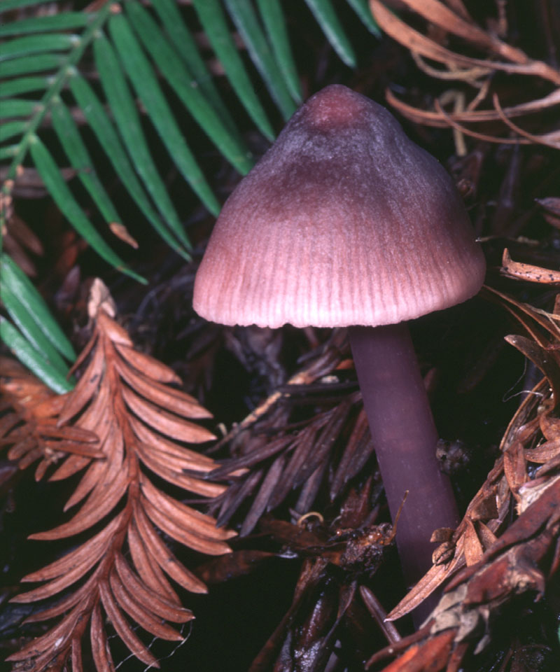 California Fungi Mycena pura