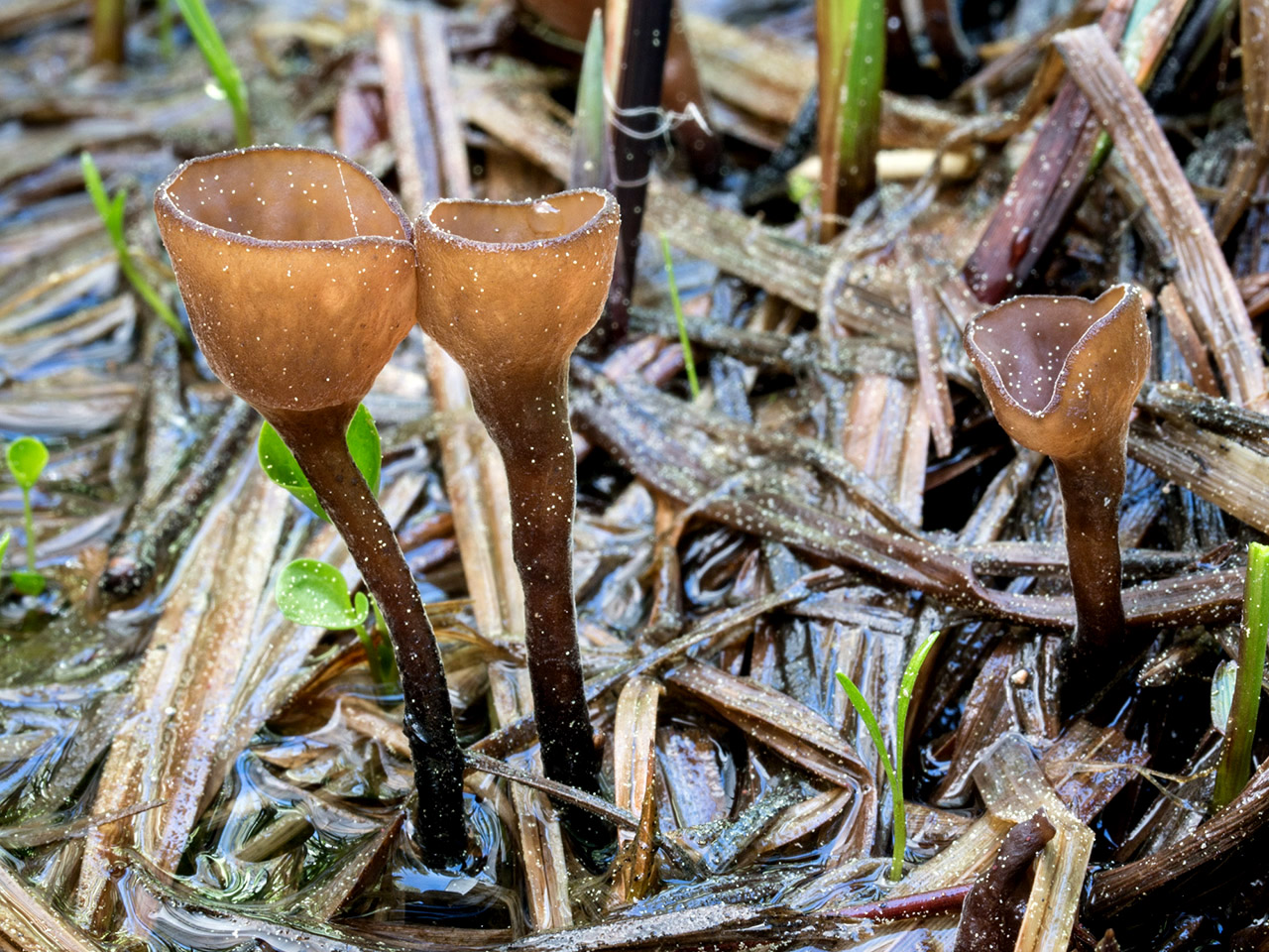 California Fungi Sclerotinia sulcata
