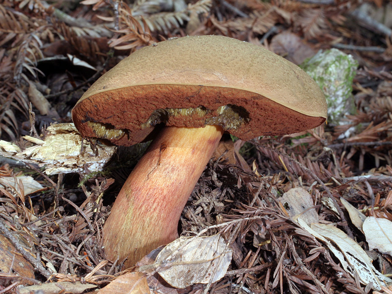 California Fungi Suillellus amygdalinus