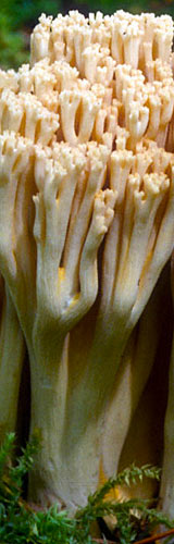Ramaria