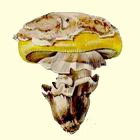 Click for larger image