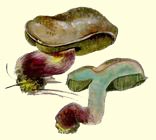 Click for larger image