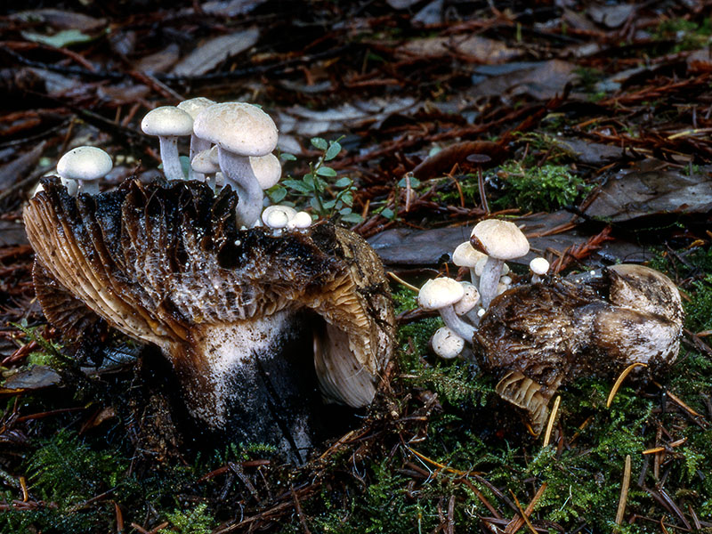 Asterophora lycoperdoides