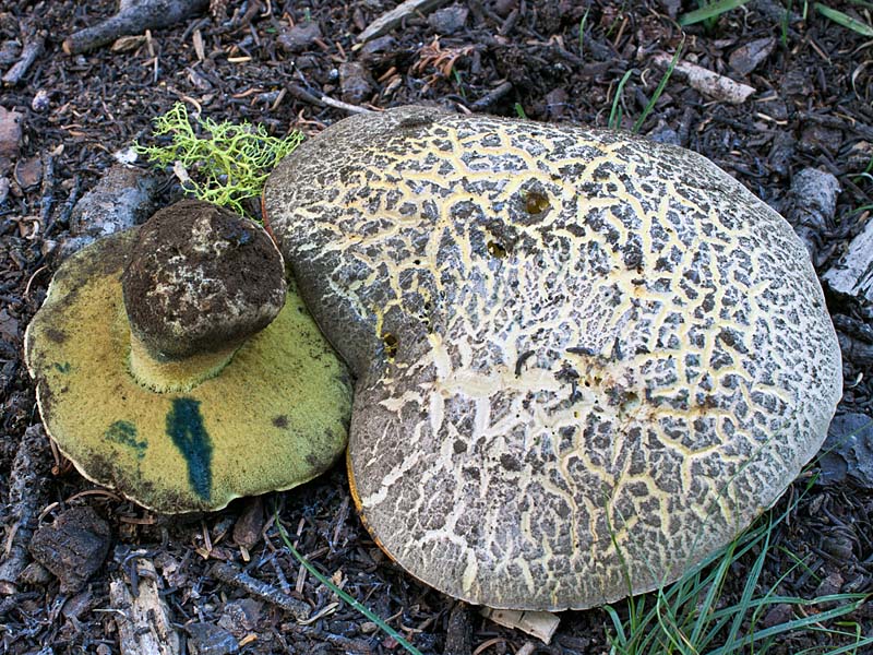 Boletus abieticola