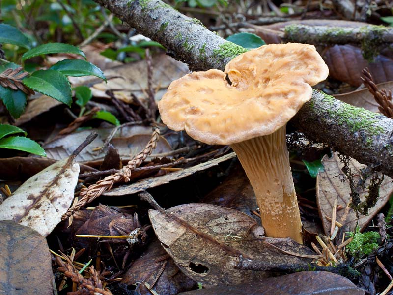 Cantharellus formosus