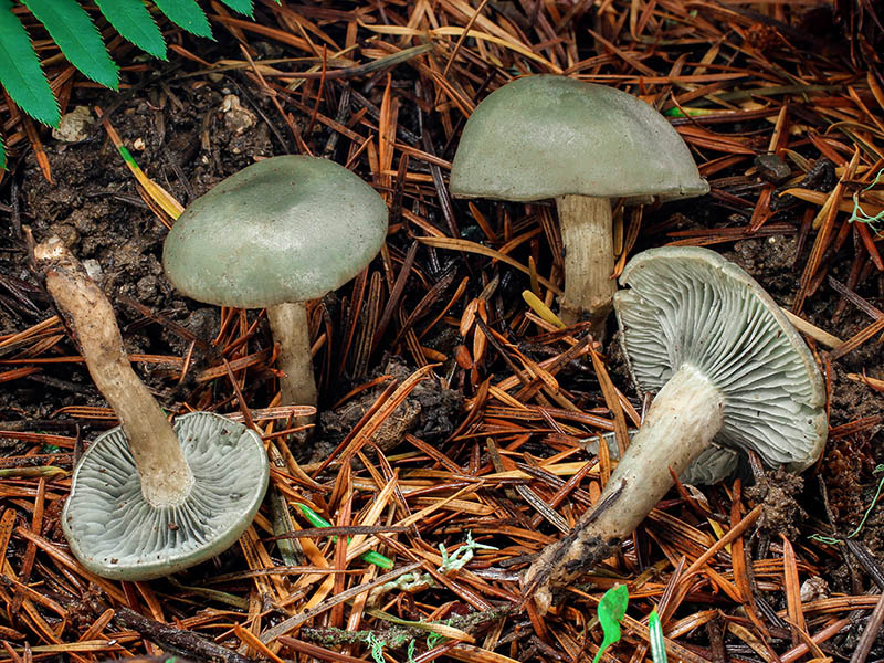 Clitocybe odora