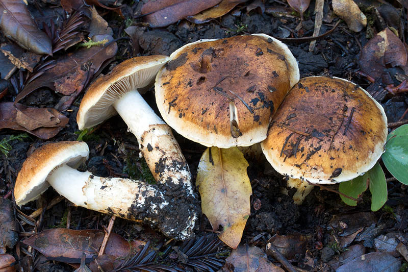 Cortinarius superbus