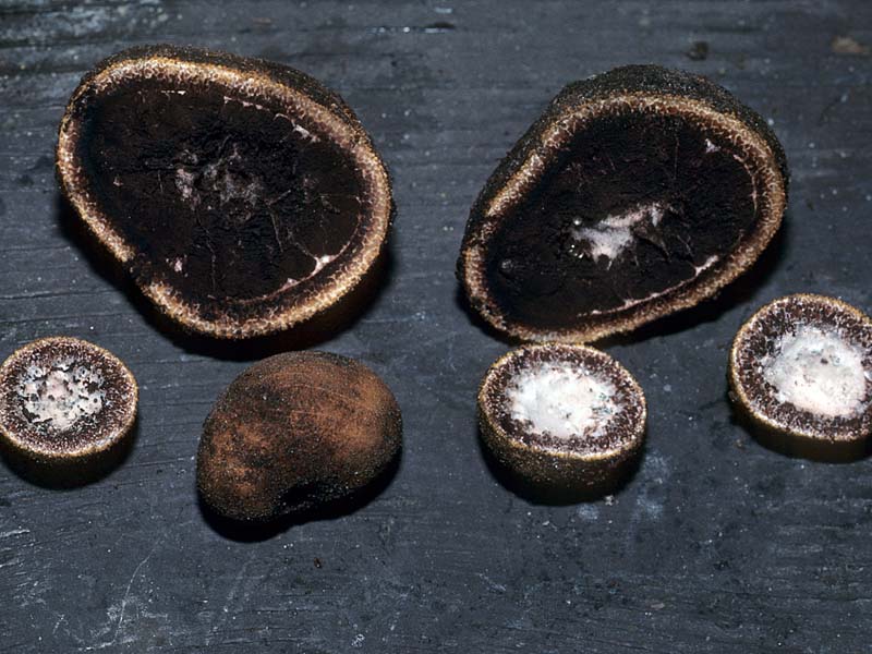 Elaphomyces muricatus