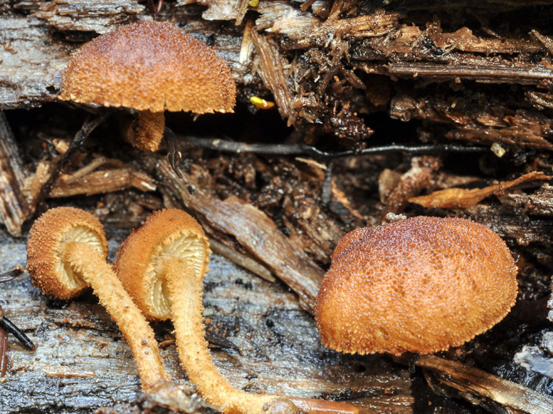 Flammulaster muricatus