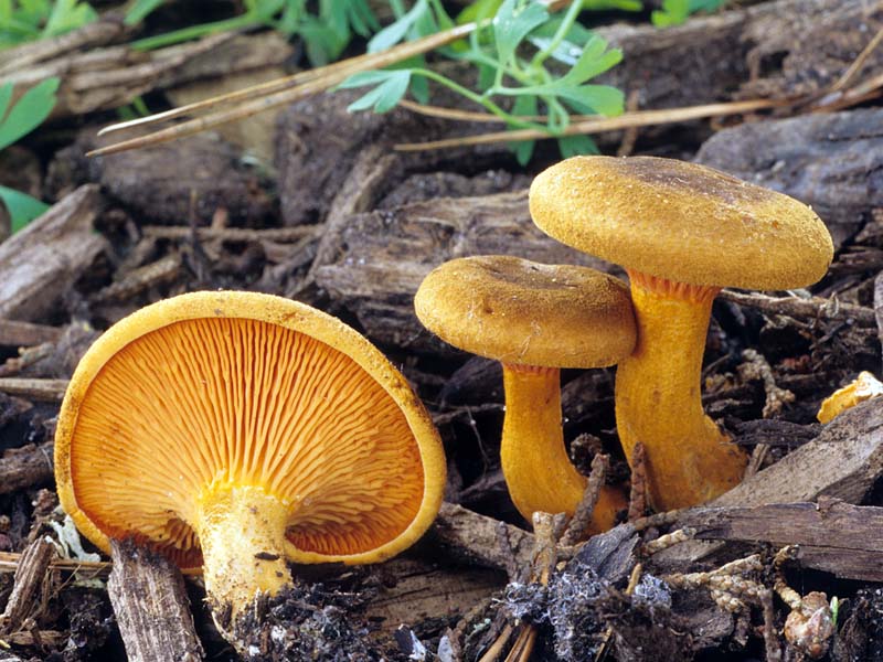 Hygrophoropsis aurantiaca