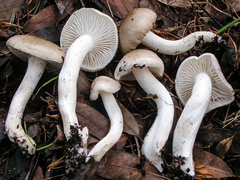 Hygrophorus albofloccosus