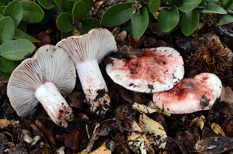 Hygrophorus russula