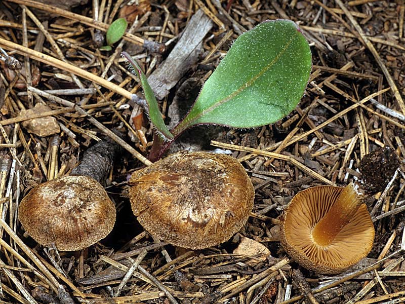 Inocybe chelanensis