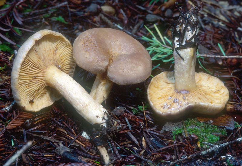 Lactarius pallescens