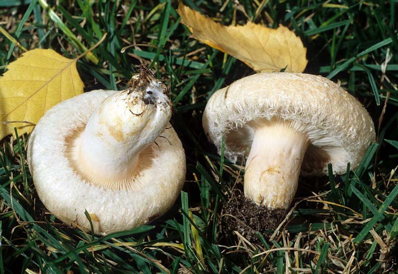 Lactarius pubescens var. betulae