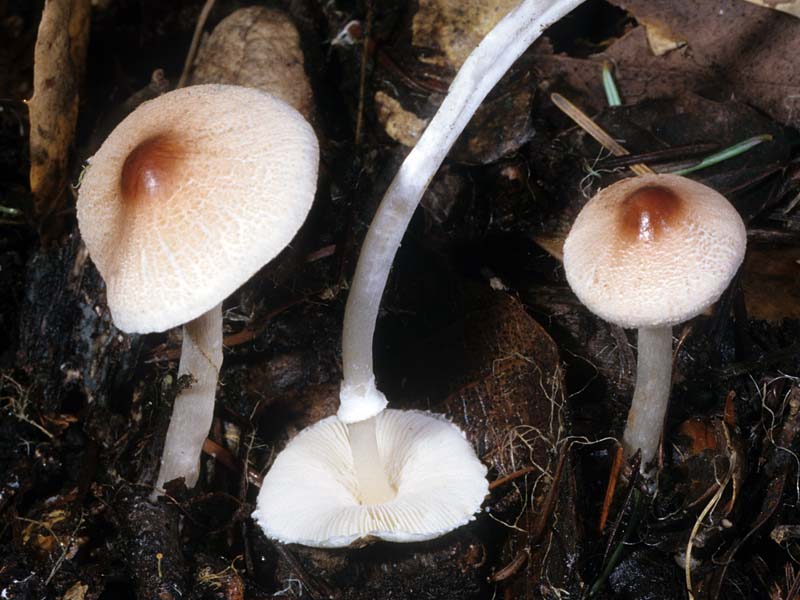 Lepiota castaneidisca