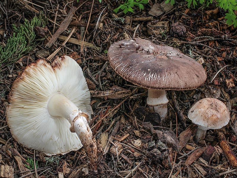 Leucoagaricus cupresseus