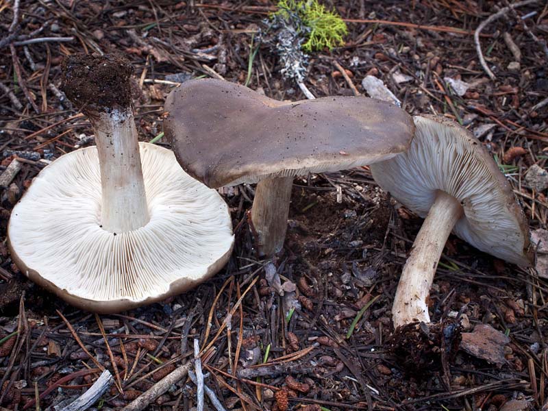 Melanoleuca  evenosa