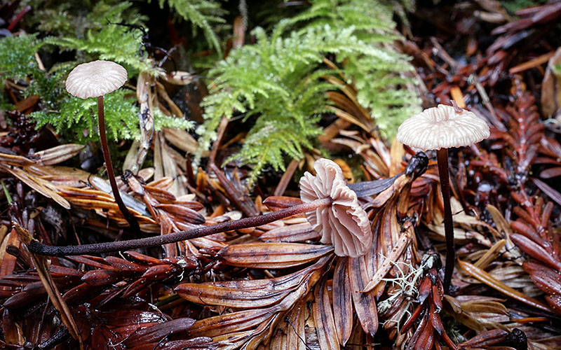 Paragymnopus sequoiae