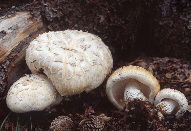 Neolentinus ponderosus