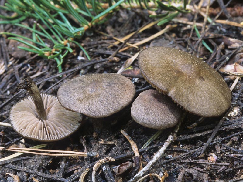 Entoloma vernum