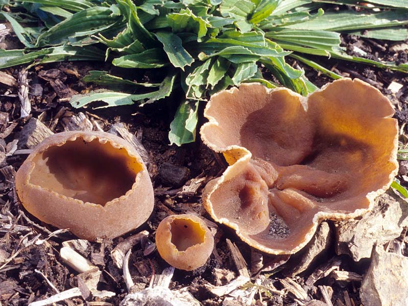 California Fungi: Peziza repanda