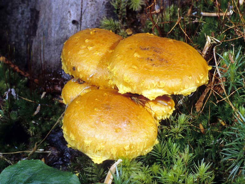 Pholiota flammans