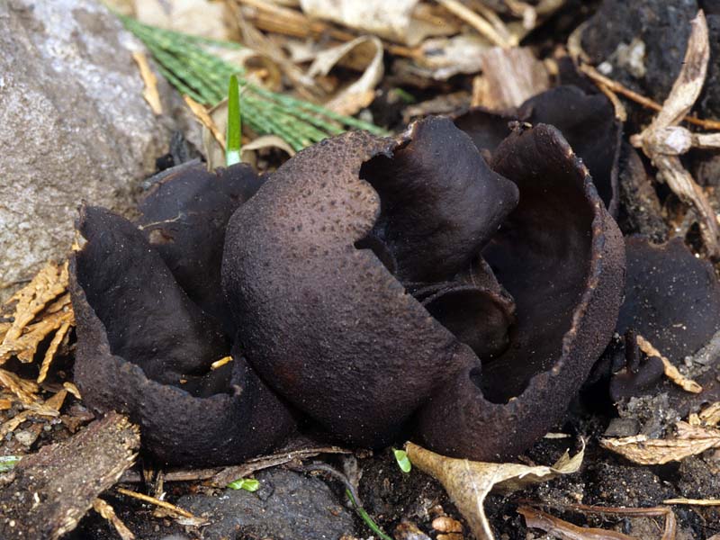 Plicaria endocarpoides