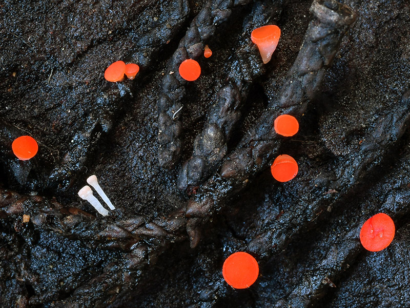 Pseudopithyella minuscula