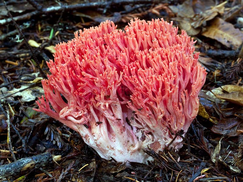 Ramaria araiospora