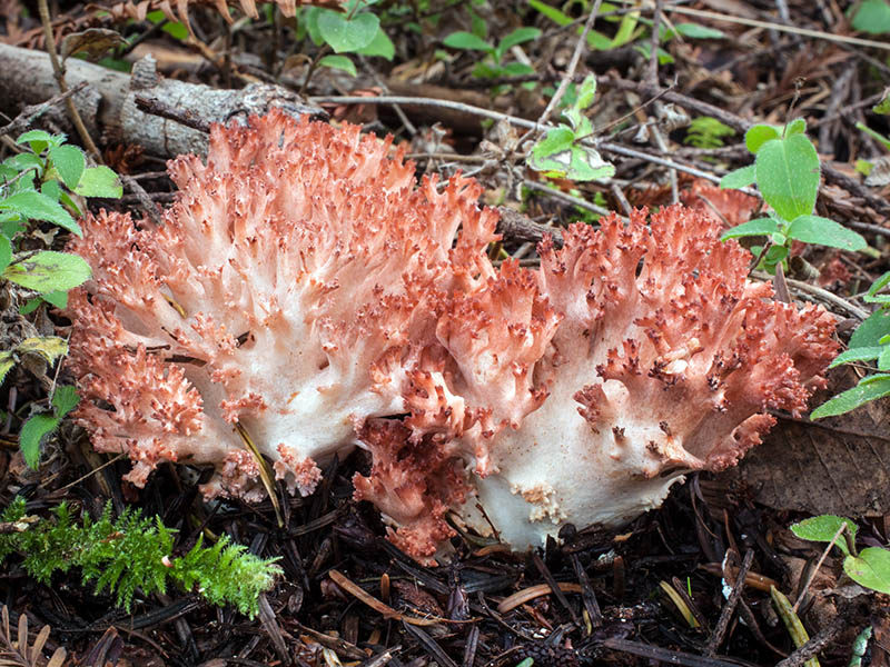 Ramaria botrytis © Michael Wood Ramaria botrytis