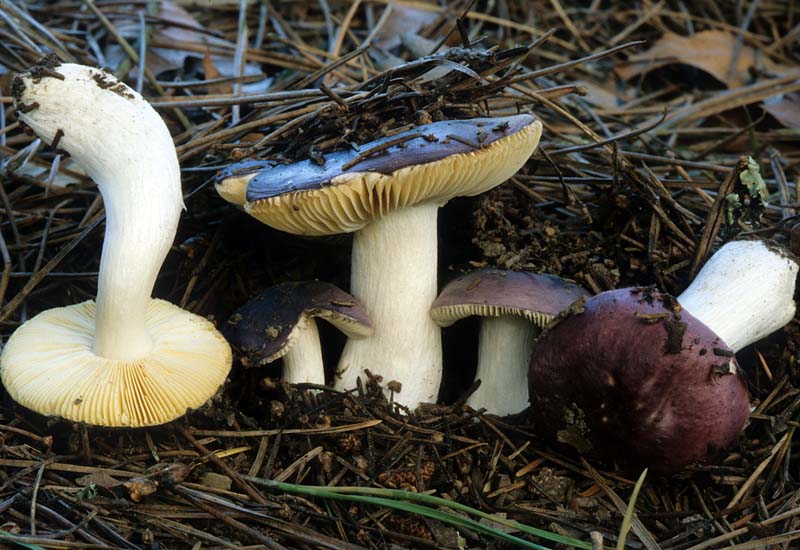 Russula atroviolacea