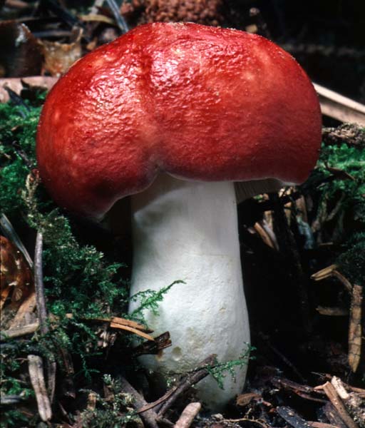 Russula silvicola