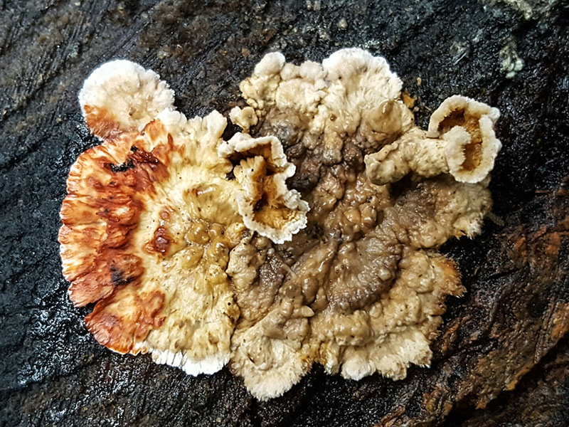 Stereum sanguinolentum © Noah Siegel -- Click for Larger Image Stereum sanguinolentum