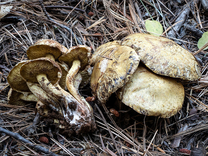 Suillus americanus