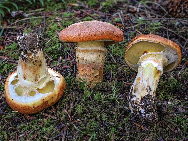 Suillus caerulescens
