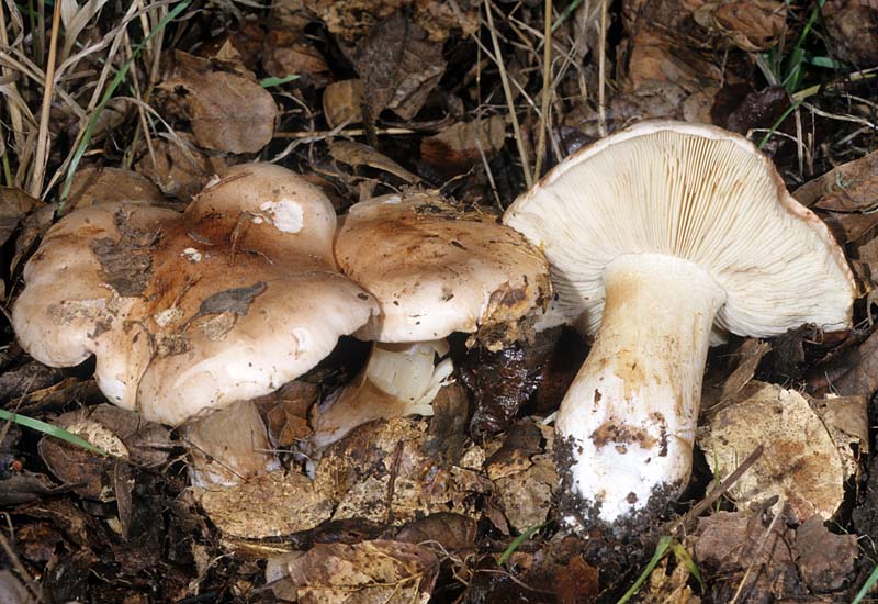 Tricholoma dryophilum