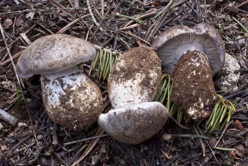 Tricholoma vernaticum