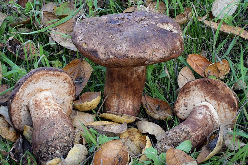 Tylopilus indecisus