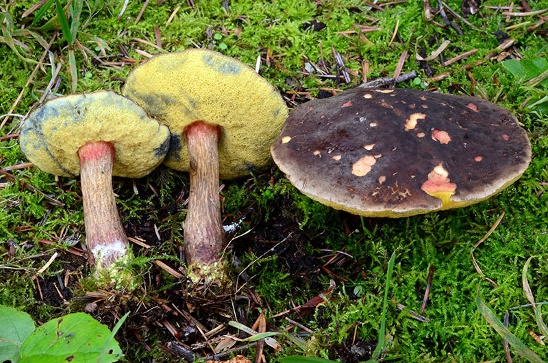 Xerocomellus amylosporus